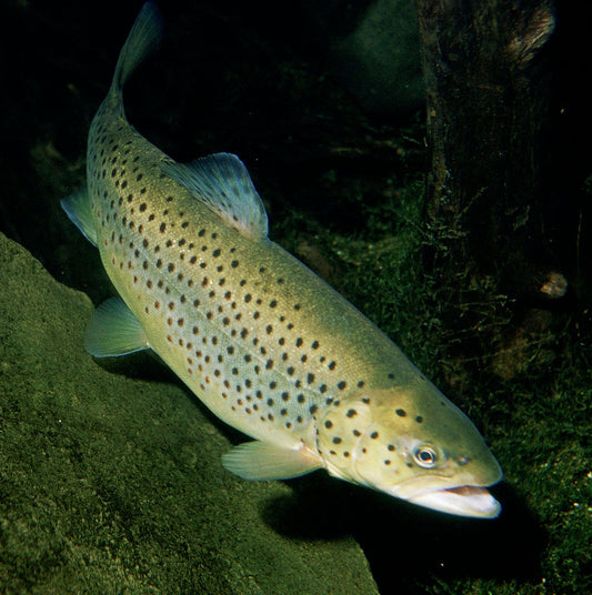 Brown trout (Salmo trutta)