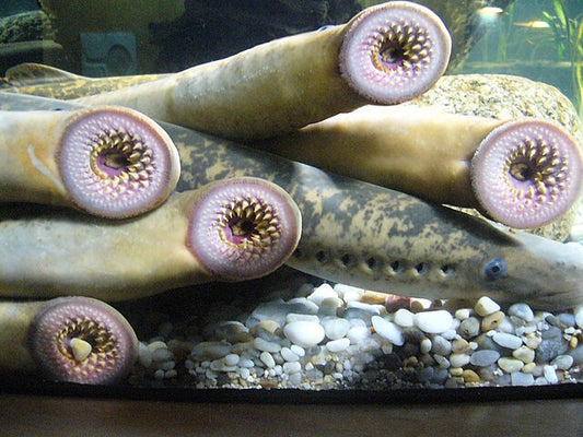 Sea lamprey (Petromyzon marinus)