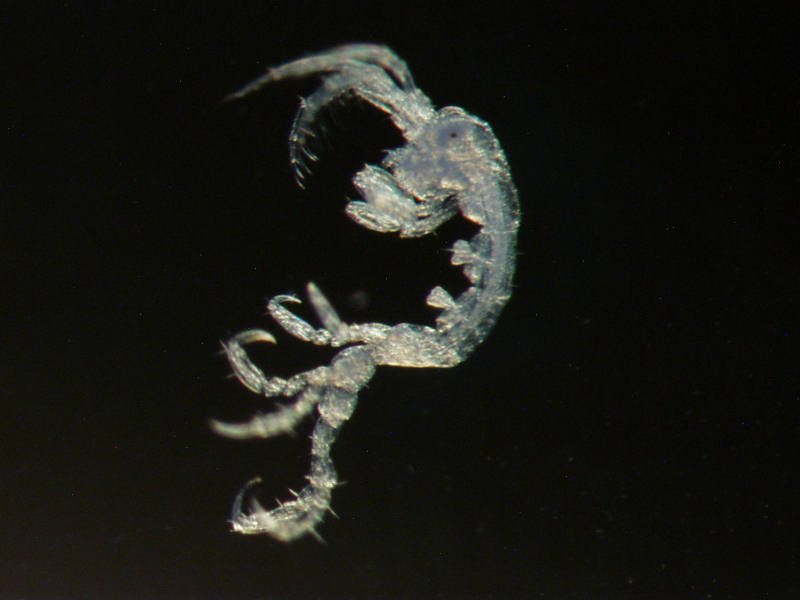 Japanese skeleton shrimp (Caprella mutica)