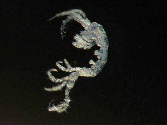Japanese skeleton shrimp (Caprella mutica)