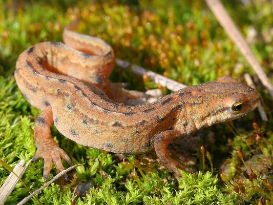 Smooth newt (Lissotriton vulgaris)