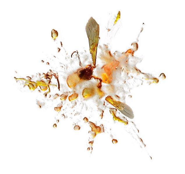 Species identification