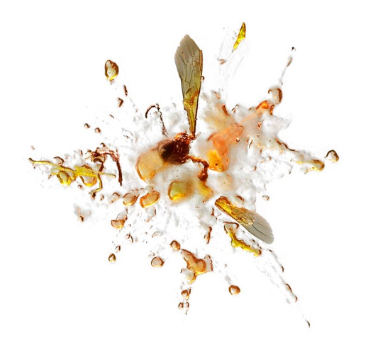 Species identification