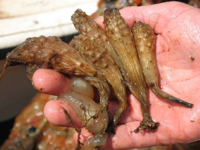 Japanese sea squirt (Styela clava)