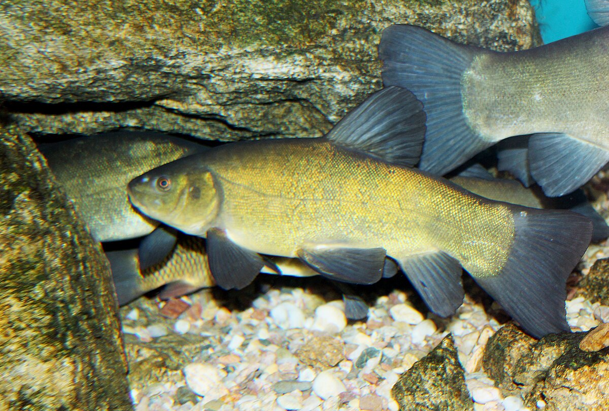 Tench (Tinca tinca)