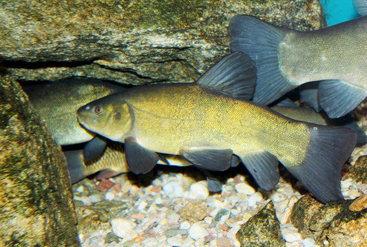 Tench (Tinca tinca)