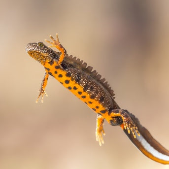 Great Crested Newt (Triturus cristatus) [filter kit, not for UK licensing]